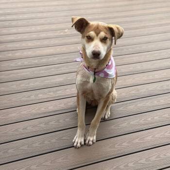 Husky and Mixed Breed Dogs Available for Adoption in Buffalo, Minnesota - Thea | PetCurious