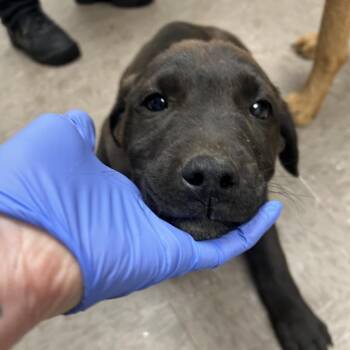 Shepherd Dogs Available for Adoption - Tara | PetCurious