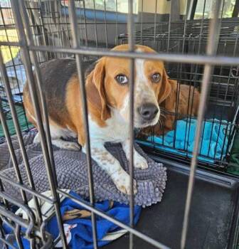 Beagle Dogs Available for Adoption - Jerry | PetCurious