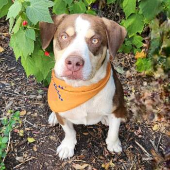 Calvin JuM -  Beagle and American Bulldog Dog for Adoption in Austin, Texas - Calvin JuM | PetCurious