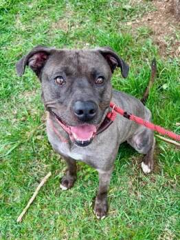 Rescue Pit Bull Terrier Dogs for Adoption in Fleetwood, Pennsylvania - Blue | PetCurious