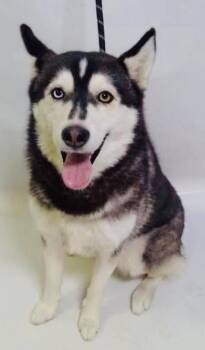 Rescue Siberian Husky Dogs for Adoption in Jefferson City, Missouri - Luna-Coming To MO | PetCurious