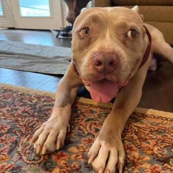 Pit Bull Terrier and Mixed Breed Dogs Available for Adoption in Austin, Texas - Snuffy KF | PetCurious