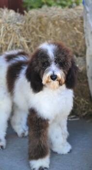 Rumi - A Real Beauty -  Labradoodle Dog for Adoption in Falmouth, Maine - Rumi - A Real Beauty | PetCurious