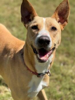 Rescue Carolina Dog Dogs for Adoption in Great Bend, Kansas - Dorris | PetCurious