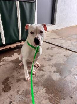 KJ -  American Staffordshire Terrier Dog Available for Adoption in Port Jervis, New York - KJ | PetCurious