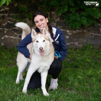 Husky Dogs Available for Adoption in Stamford, Connecticut - ANGEL | PetCurious
