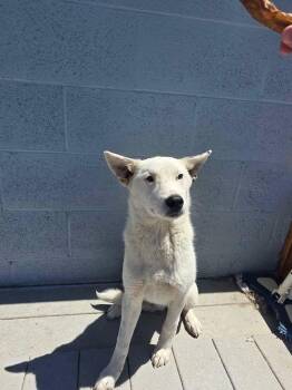 Seth -  Shepherd and Mixed Breed Dog for Adoption in Severance, Colorado - Seth | PetCurious