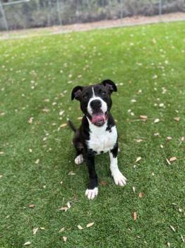 Labrador Retriever and Mixed Breed Dogs Available for Adoption in Daytona Beach, Florida - Farmer - P | PetCurious