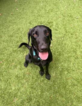 Truman -  Black Labrador Retriever Dog for Adoption in Hudson, Massachusetts - Truman | PetCurious