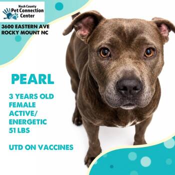 PEARL  Available NOW - ADOPTION or RESCUE! -  Mixed Breed Dog for Adoption in Nashville, North Carolina - PEARL  Available NOW - ADOPTION Or RESCUE! | PetCurious
