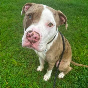 Czech -  Pit Bull Terrier Dog for Adoption in York, Pennsylvania - Czech | PetCurious