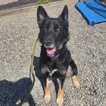 German Shepherd Dog and Mixed Breed Dogs Available for Adoption in Binghamton, New York - Raven | PetCurious