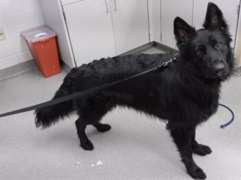 German Shepherd Dog and Mixed Breed Dogs Available for Adoption in Omaha, Nebraska - FREHJA | PetCurious