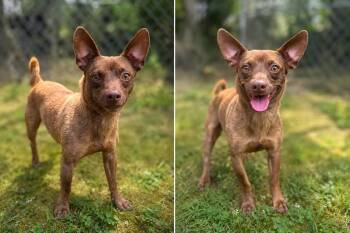 Tamale -  Chihuahua Dog for Adoption in Russellville, Kentucky - Tamale | PetCurious