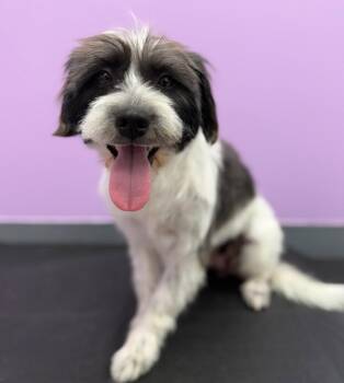Schnauzer and Poodle Dogs Available for Adoption in Palo Alto, California - Glimmer | PetCurious