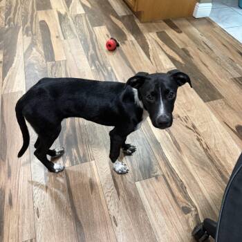 Robin -  Black Labrador Retriever Dog for Adoption in Port St. Lucie, Florida - Robin | PetCurious