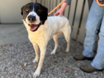 RAIDER -  Border Collie and Mixed Breed Dog Available for Adoption in Santa Rosa, California - RAIDER | PetCurious