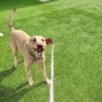 Earthworm Jim -  Mixed Breed Dog for Adoption in Oak Park, Illinois - Earthworm Jim | PetCurious