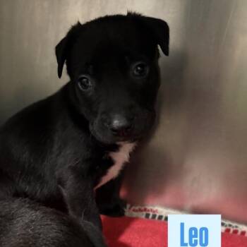 American Staffordshire Terrier Dogs Available for Adoption - Leo | PetCurious