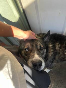 Husky Dogs Available for Adoption - Gunnar | PetCurious