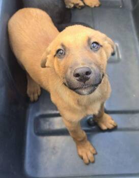 Maya -  Shepherd and Mixed Breed Dog for Adoption in Fresno, California - Maya | PetCurious