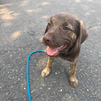 Eric -  Pit Bull Terrier and Mixed Breed Dog for Adoption in Newberg, Oregon - Eric | PetCurious