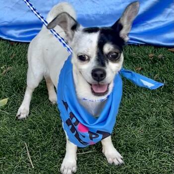 SNOOPY -  Chihuahua Dog for Adoption in Rowland Heights, California - SNOOPY | PetCurious