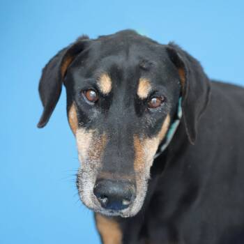 Doberman Pinscher Dogs Available for Adoption in Pasadena, California - GARY | PetCurious