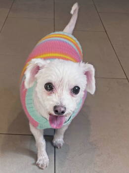 Rescue Bichon Frise Dogs for Adoption in Chester, New Jersey - Baby Girl & Jeter- BONDER PAIR | PetCurious