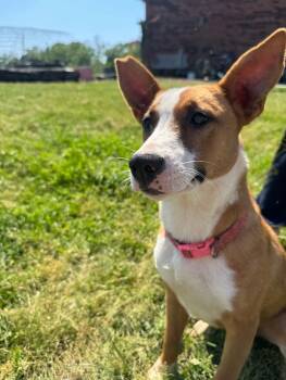 Rescue Belgian Shepherd Malinois and Shepherd Dogs for Adoption in Thomasville, Alabama - Munchie | PetCurious