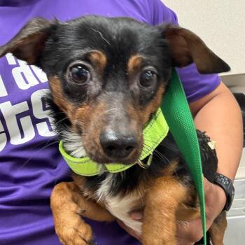 Chihuahua Dogs Available for Adoption - Jack | PetCurious