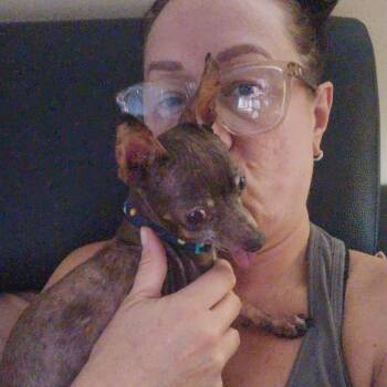 Benito Mack -  Chihuahua Dog for Adoption in Fort Lauderdale, Florida - Benito Mack | PetCurious