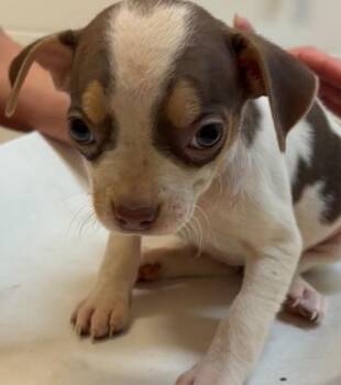 MARIAH -  Chihuahua Dog for Adoption in Elizabethton, Tennessee - MARIAH | PetCurious