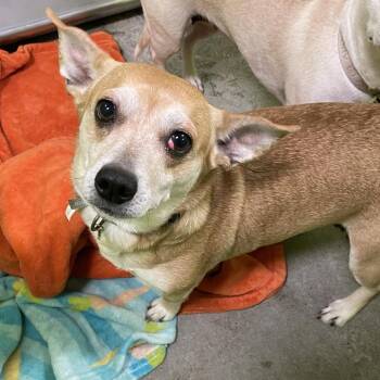 Chihuahua and Mixed Breed Dogs Available for Adoption in Spokane, Washington - Ginger | PetCurious