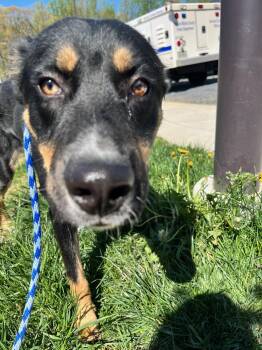 Max (ID 46157) -  Shepherd Dog for Adoption in Manassas, Virginia - Max (ID 46157) | PetCurious