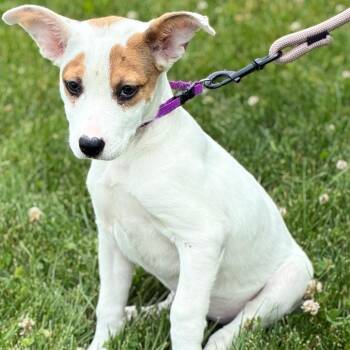 Flutter -  Labrador Retriever Dog for Adoption in South Elgin, Illinois - Flutter | PetCurious