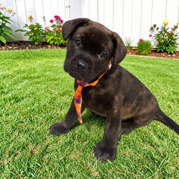 Butch -  French Bulldog Dog for Adoption in Fort Worth, Texas - Butch | PetCurious