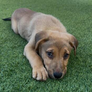 Tropicana -  Mixed Breed Dog for Adoption in Las Vegas, Nevada - Tropicana | PetCurious