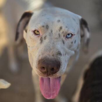 Rescue Black Labrador Retriever and Pit Bull Terrier Dogs for Adoption in Bowersville, Georgia - Spot | PetCurious
