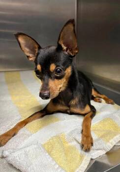 Winston -  Miniature Pinscher Dog for Adoption in Las Vegas, Nevada - Winston | PetCurious