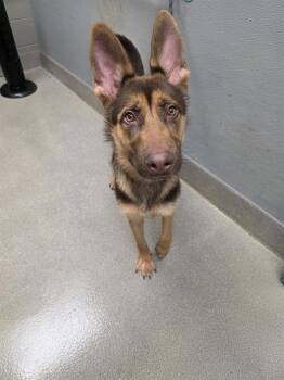 CANE -  German Shepherd Dog and Mixed Breed Dog for Adoption in Las Vegas, Nevada - CANE | PetCurious
