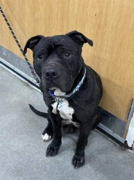 Pit Bull Terrier Dogs Available for Adoption - PRIEST | PetCurious