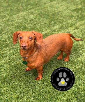 Clyde -  Dachshund Dog for Adoption in Delson, Quebec - Clyde | PetCurious