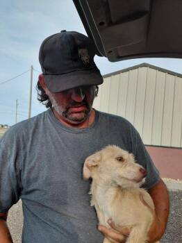 Chleo -  Chihuahua Dog for Adoption in Fort Stockton, Texas - Chleo | PetCurious