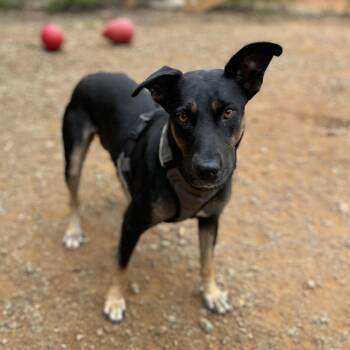 Rescue Pit Bull Terrier Dogs for Adoption in Columbia, South Carolina - Prisma | PetCurious