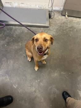 Donnie -  Mixed Breed Dog for Adoption in Clarksville, Tennessee - Donnie | PetCurious
