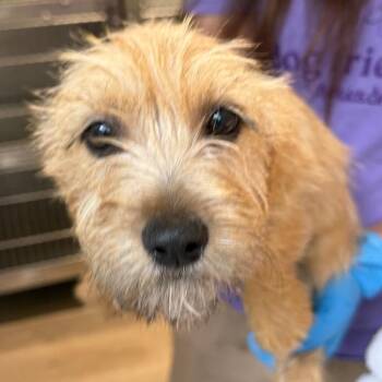 Winter 22588 -  Terrier and Mixed Breed Dog for Adoption in Cumming, Georgia - Winter 22588 | PetCurious
