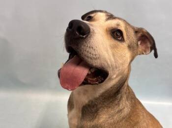 Apollo -  Shepherd and Mixed Breed Dog for Adoption in Golden Valley, Minnesota - Apollo | PetCurious