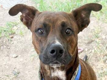 Rescue Mixed Breed Dogs for Adoption in Georgetown, Texas - Nickel | PetCurious